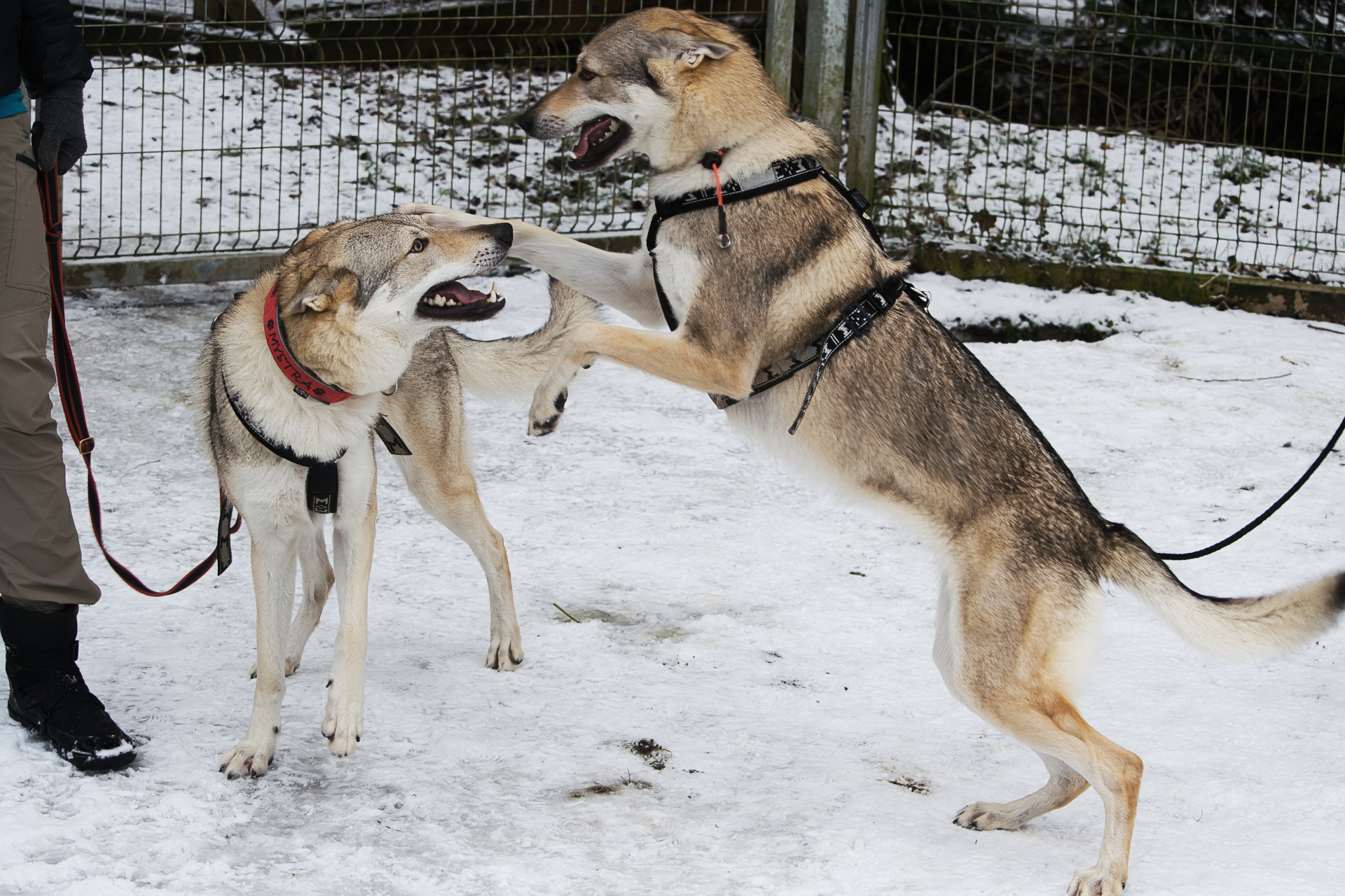 “Československý vlčiak ako tvoj prvý pes? Zabudni!”
